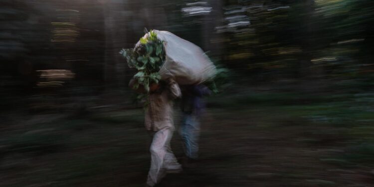 Guayakí's Regenerative Approach To Business