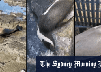 H5N1 bird flu strain hits South America