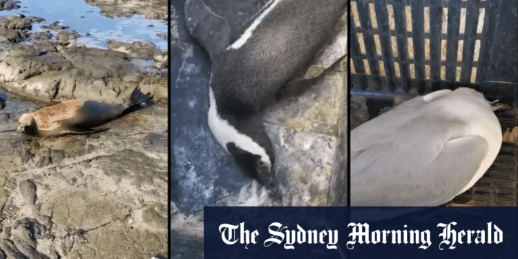 H5N1 bird flu strain hits South America