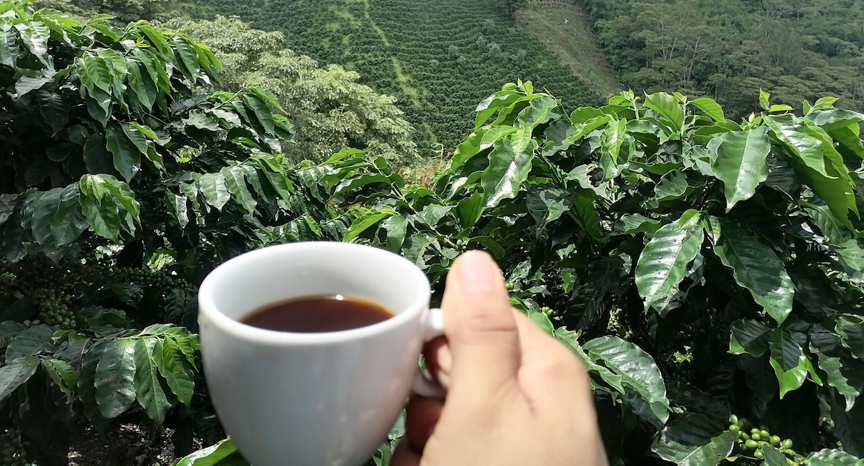 Cafexpo Honduras Landscape