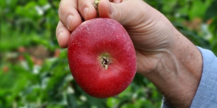 How a once leading apple exporting country is trying to bring back its years of glory