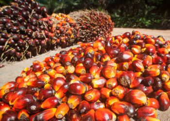 IFC Settles With Victims of Palm Oil Project in Honduras