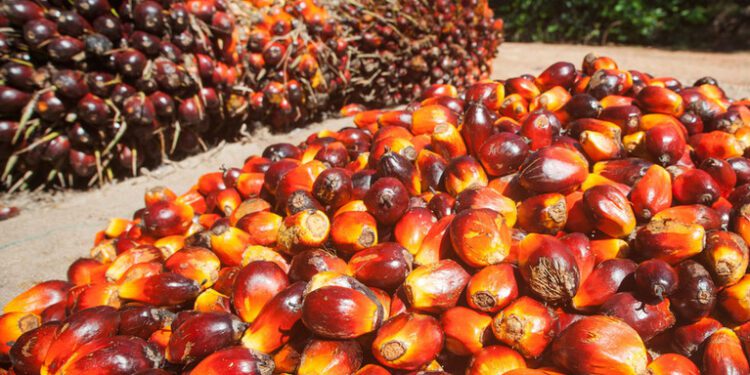 IFC Settles With Victims of Palm Oil Project in Honduras