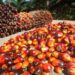 IFC Settles With Victims of Palm Oil Project in Honduras