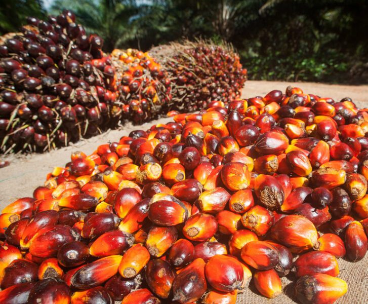 IFC Settles With Victims of Palm Oil Project in Honduras