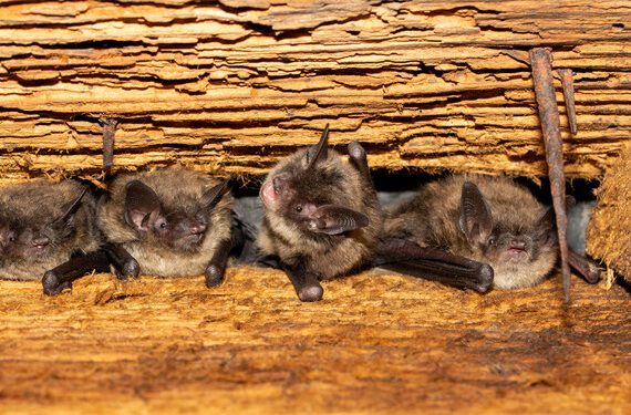 Invasive bat fungus confirmed in five California counties