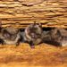 Invasive bat fungus confirmed in five California counties