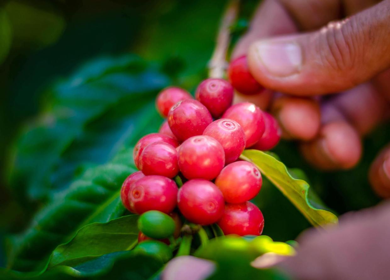 coffee plants