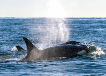 Killer Whales in Chile Have Begun Preying on Dolphins. What Does It Mean?