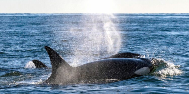 Killer Whales in Chile Have Begun Preying on Dolphins. What Does It Mean?