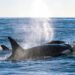 Killer Whales in Chile Have Begun Preying on Dolphins. What Does It Mean?