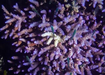 Le blanchissement mondial des coraux atteint un niveau record, selon l'Agence américaine d'observation océanique et atmosphérique