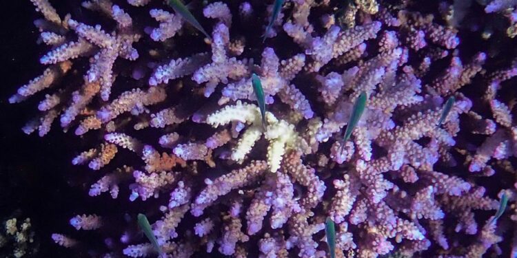 Le blanchissement mondial des coraux atteint un niveau record, selon l'Agence américaine d'observation océanique et atmosphérique