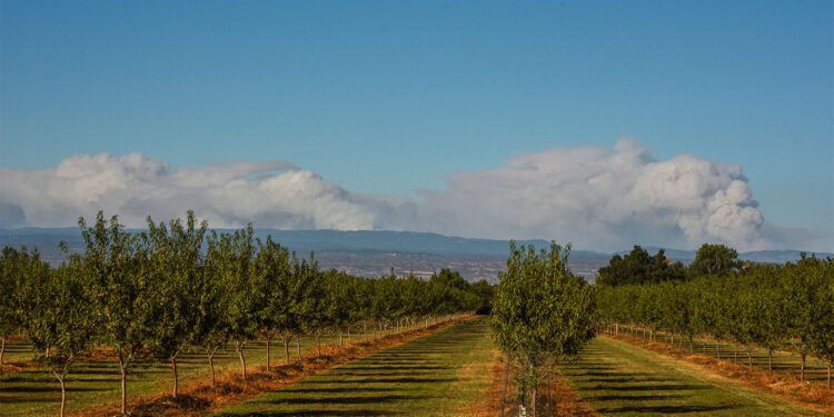 Rows of almond orchards grow in an orchard. In the distance, smoke clouds billow into a blue sky.