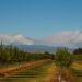 Rows of almond orchards grow in an orchard. In the distance, smoke clouds billow into a blue sky.