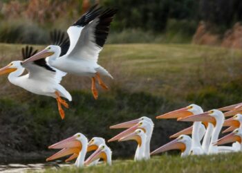 Migrating pelicans may visit Arizona this winter. Here's where and why