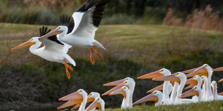 Migrating pelicans may visit Arizona this winter. Here's where and why