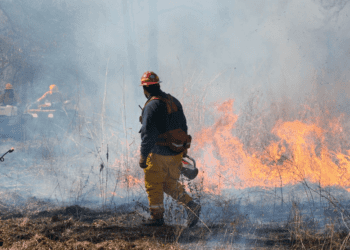 New Arkansas Prescribed Burn Association to help habitat enhancement in the state