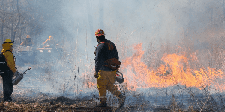 New Arkansas Prescribed Burn Association to help habitat enhancement in the state