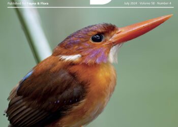 New otter conservation network in Central America | Oryx