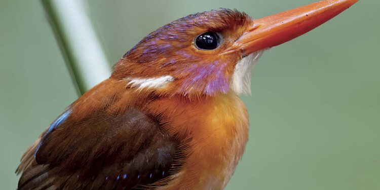 New otter conservation network in Central America | Oryx