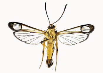 New species of tropical moth from Guyana discovered in Port Talbot living room