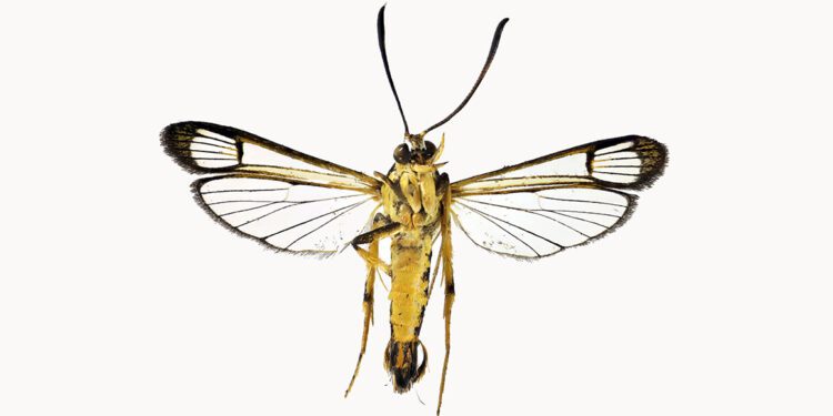 New species of tropical moth from Guyana discovered in Port Talbot living room