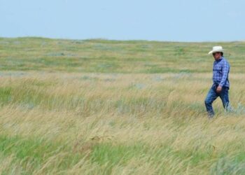 North American grasslands, sagebrush targeted for protection, investments