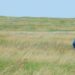 North American grasslands, sagebrush targeted for protection, investments