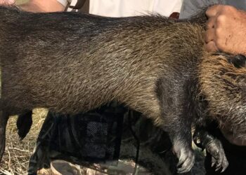 Nutria, invasive rodent species, cause concern in California