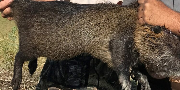 Nutria, invasive rodent species, cause concern in California