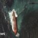 A satellite image shows a close-up view of a capsized barge and an oil spill, off the shore of Tobago Island, Trinidad and Tobago, February 14, 2024.