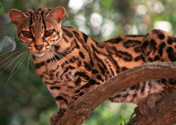 One Spends Nearly Its Entire Life In The Trees)