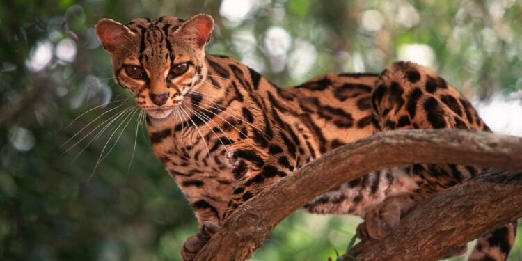 One Spends Nearly Its Entire Life In The Trees)