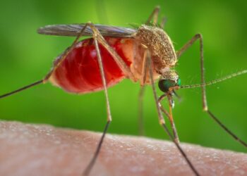 Oropouche virus is spreading. Here’s what we know.