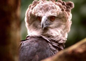 Panama Is Paradise For Rainforests, Wildlife, And Potential Partners