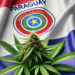 Paraguay To Export 100% Of Its Cannabis Flower Production