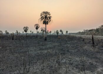 Popular collagen brands drive deforestation in Paraguay