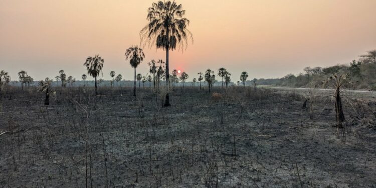 Popular collagen brands drive deforestation in Paraguay