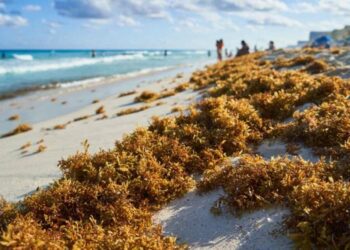 Regional cooperation a must to combat Sargassum threat