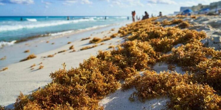 Regional cooperation a must to combat Sargassum threat