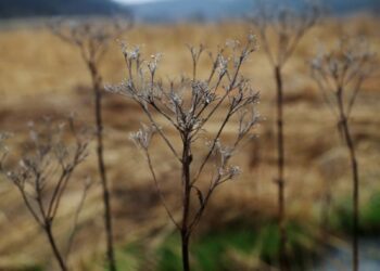 Rural America should be alarmed if Trump wins