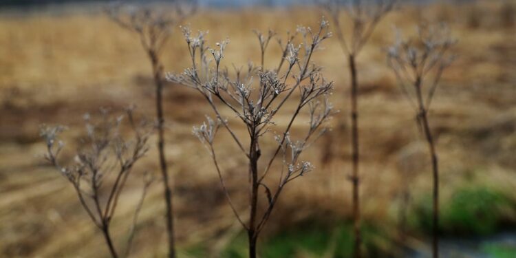 Rural America should be alarmed if Trump wins