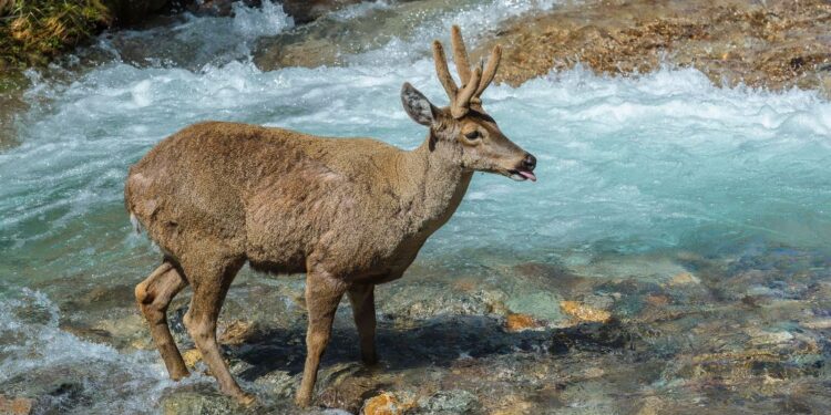 Saving South America's Most Distinguished Deer