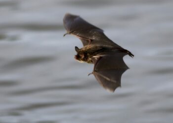 Scientists search for ways to battle deadly fungus devastating North America’s bats