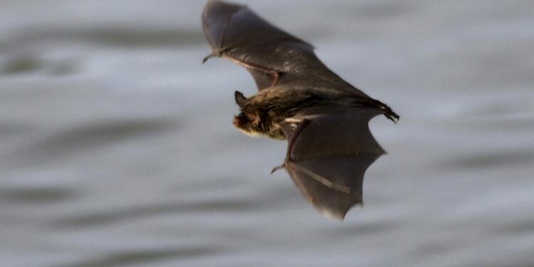 Scientists search for ways to battle deadly fungus devastating North America’s bats