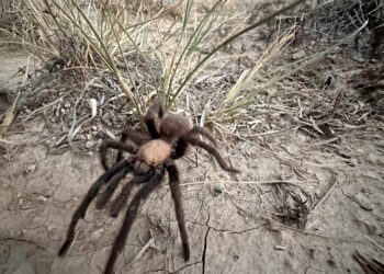 Spider Lovers Visit Colorado Town For Tarantula Mating Season