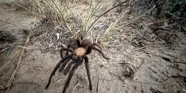 Spider Lovers Visit Colorado Town For Tarantula Mating Season