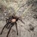 Spider Lovers Visit Colorado Town For Tarantula Mating Season