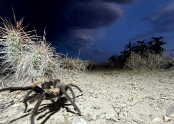 Spider lovers scurry to Colorado town in search of mating tarantulas and community